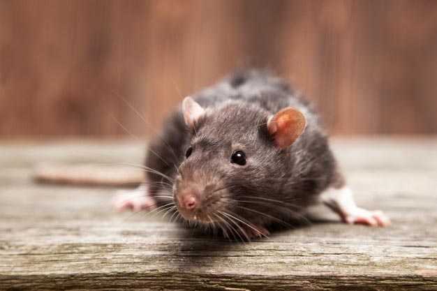 Ratos - Desratização