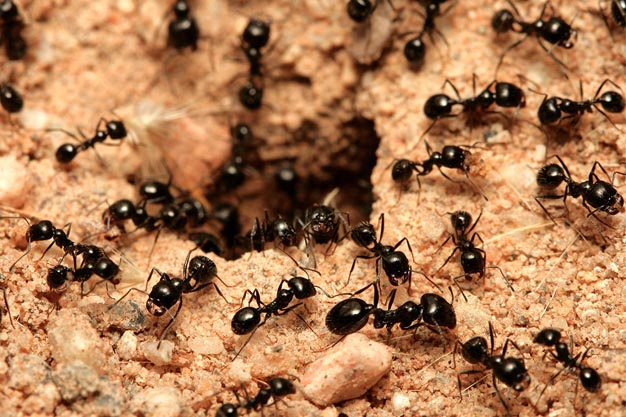 formigas - Dedetização
